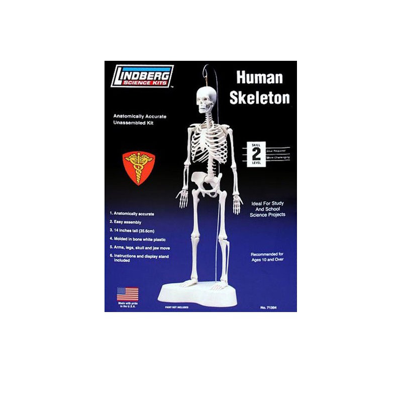 Educational plastic model Skeleton Human 1/5 | Scientific-MHD