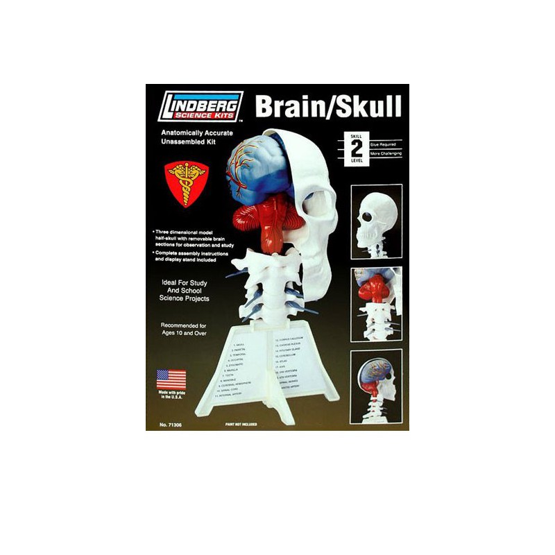 Human brain educational plastic model | Scientific-MHD