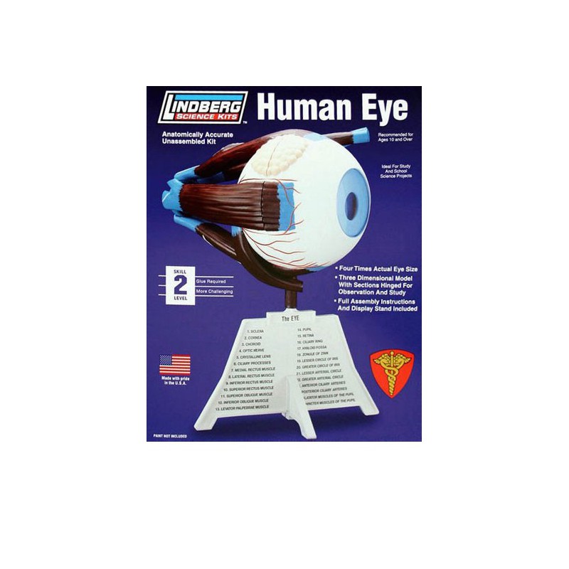 Educational plastic model with a human eye with base | Scientific-MHD