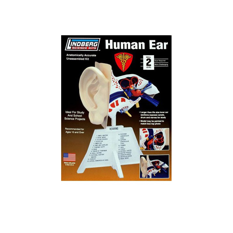 Educational plastic model The human ear with base | Scientific-MHD