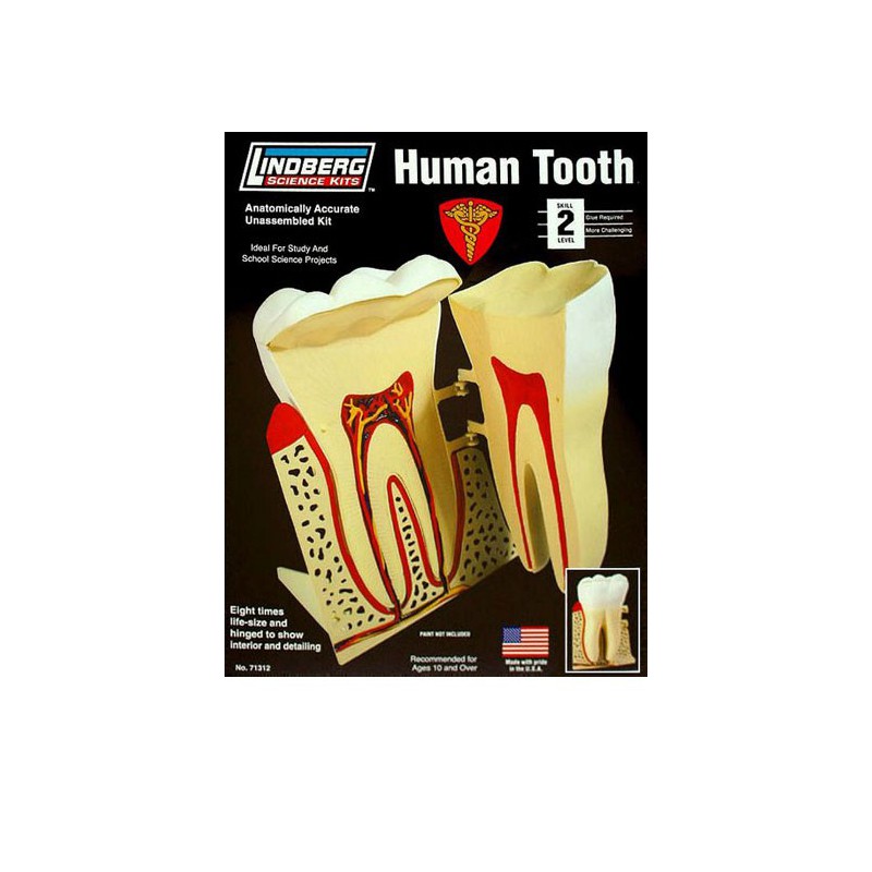 Educational plastic model The human tooth | Scientific-MHD