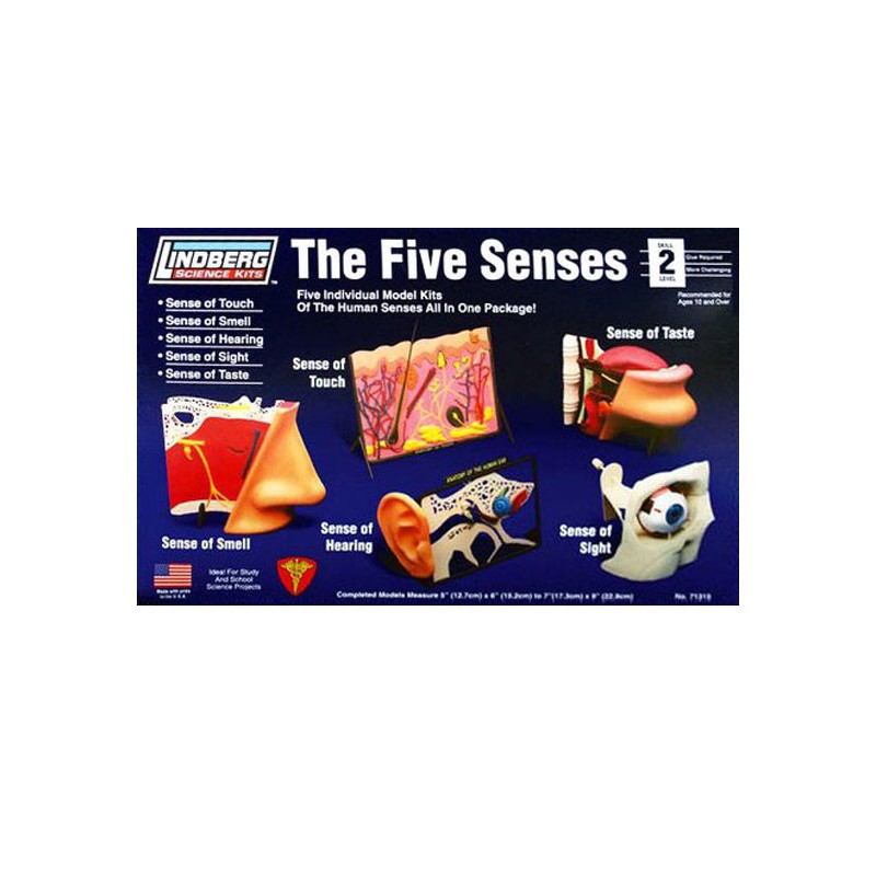 Educational plastic model The 5 human senses | Scientific-MHD